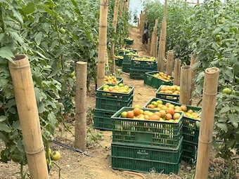 Piedecuesta promueve el agro local con compras para el PAE