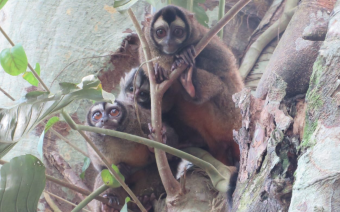 Estudiantes del Huila crean biofiltros para mejorar el agua y proteger al mono nocturno andino